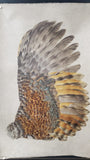 ROOSTER WING (RIGHT)